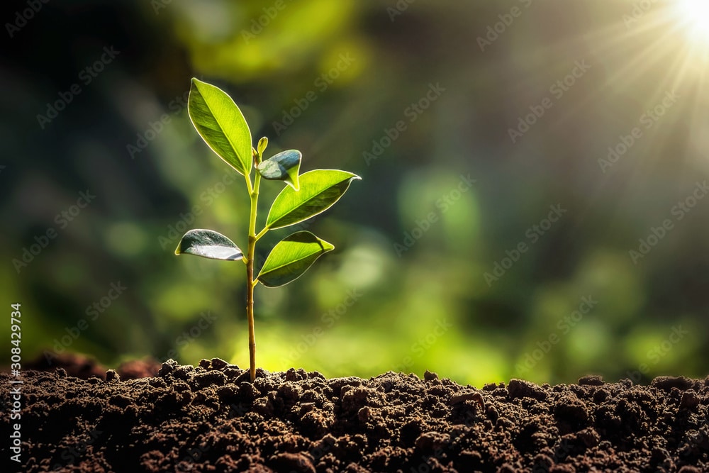 small tree growing with sunshine in garden like small money choices before big.