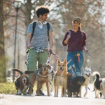 Happy couple working as pet sitters and walking group of dogs as a side hustle to earn extra money learned on Think and Talk Money.