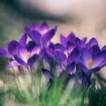 Purple crocuses in grass illustrating April is personal finance month, which Think and Talk Money readers don't need to be reminded to think about their finances.