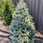 Baby Blue Spruce is the best thing I've spent money on recently