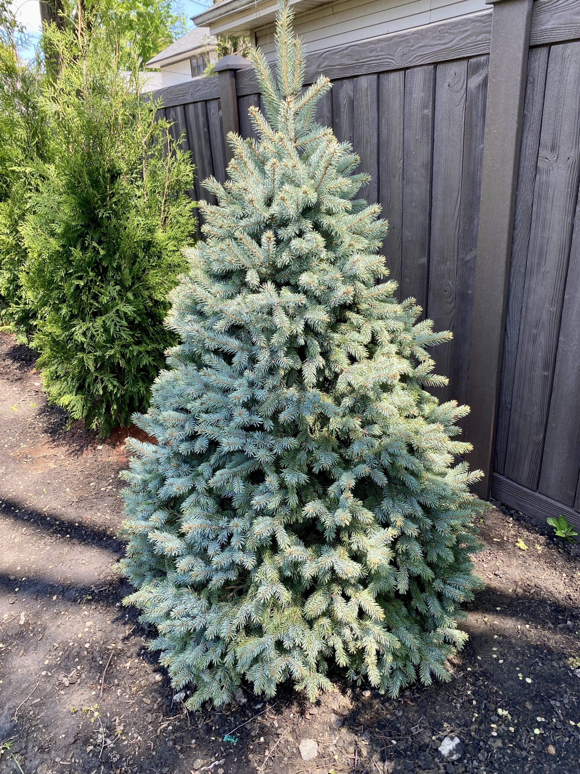 Baby Blue Spruce is the best thing I've spent money on recently
