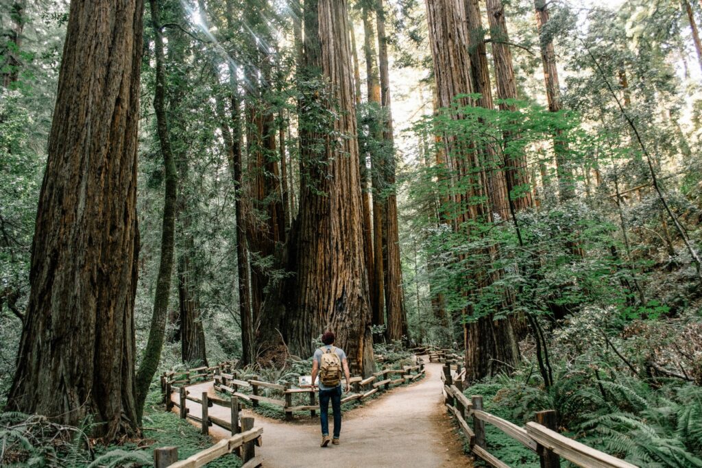 Muir Woods trails illustrating the tricky choice between investing and paying off debt.