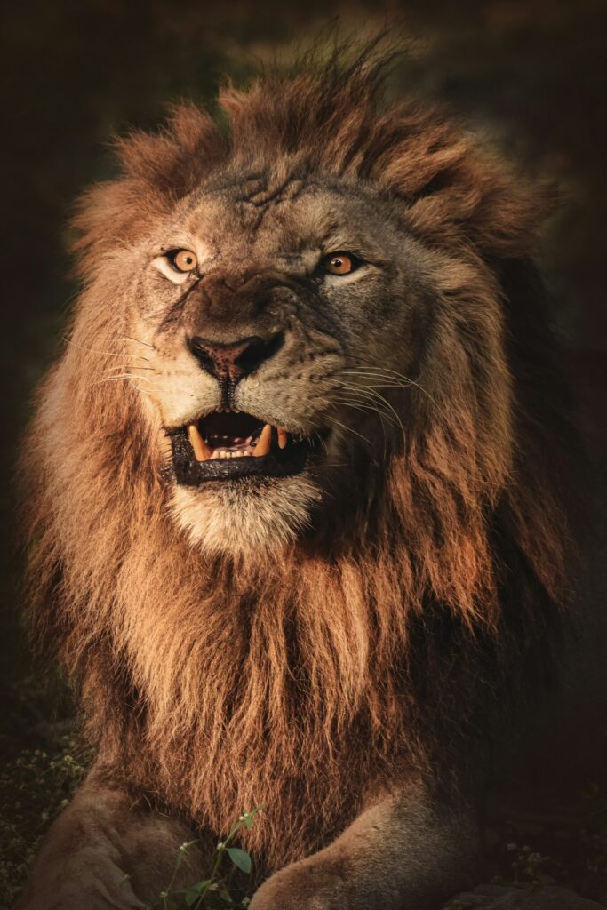 African lion photography by Bisakha Datta symbolizing that cash flow is king when it comes to financial freedom.