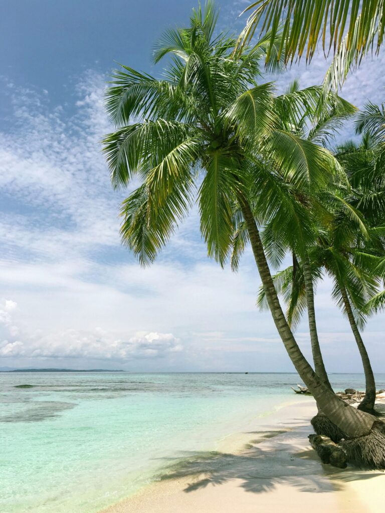palm tree near sea shore illustrating that life on a beach may get lonely after a while, which is why I would not disappear with $10 million.