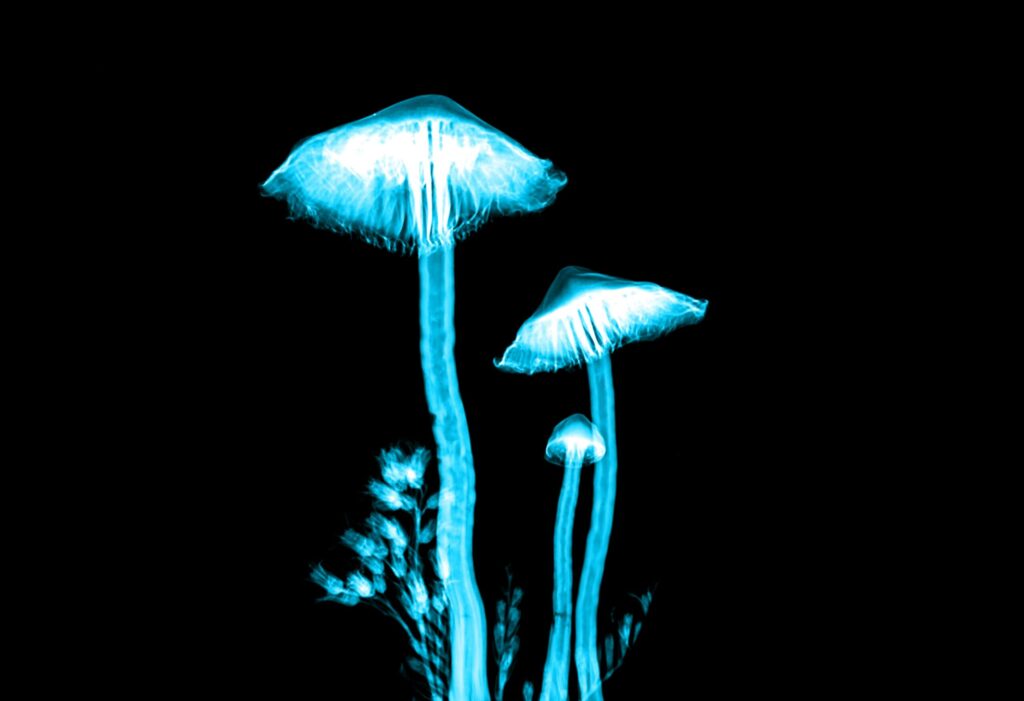 Macro X-ray of some mushrooms with false coloring showing how to shrink your magic retirement number with one rental property.