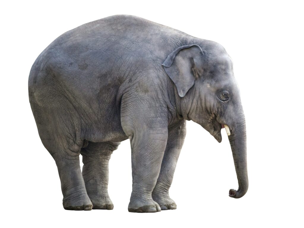 Elephant isolated on white background illustrating that landlord life can feel heavy but a reminder not to quit.
