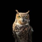 an owl with a black background representing that you need to choose your tenants wisely as a landlord.