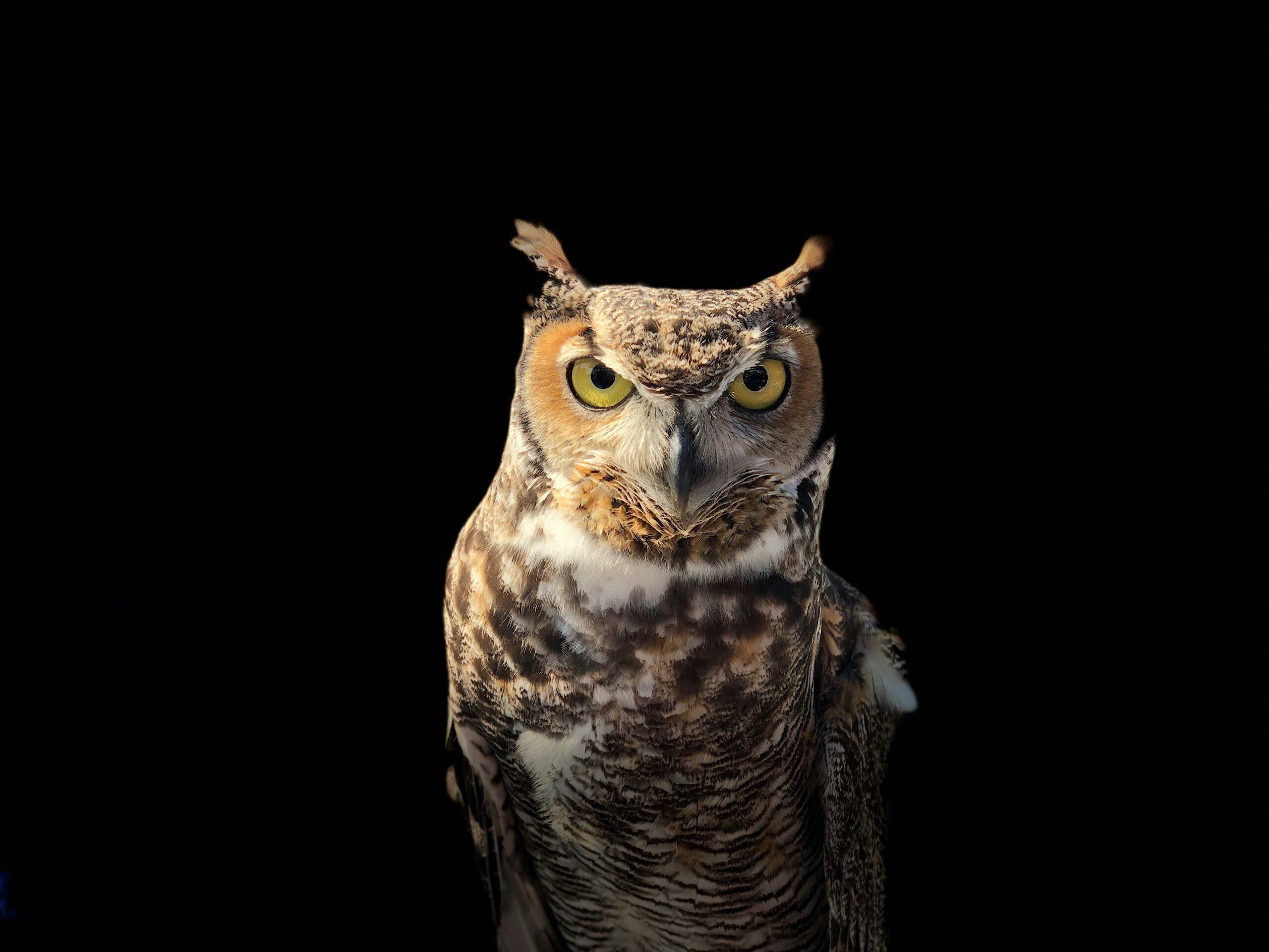 an owl with a black background representing that you need to choose your tenants wisely as a landlord.