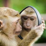 monkey looking into mirror symbolizing that the best investment option is staring back at you in the mirror meaning invest in yourself.